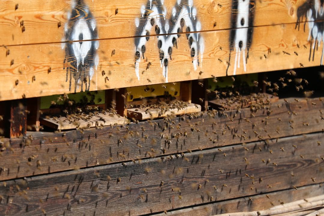Bienen am Flugloch eines hölzernen Bienenstocks in der Sonne