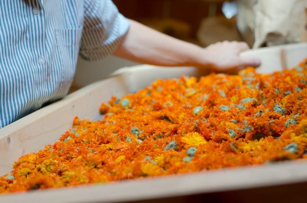 Getrocknete Ringelblumenblüten bei Mary's Biokräuter in Afling