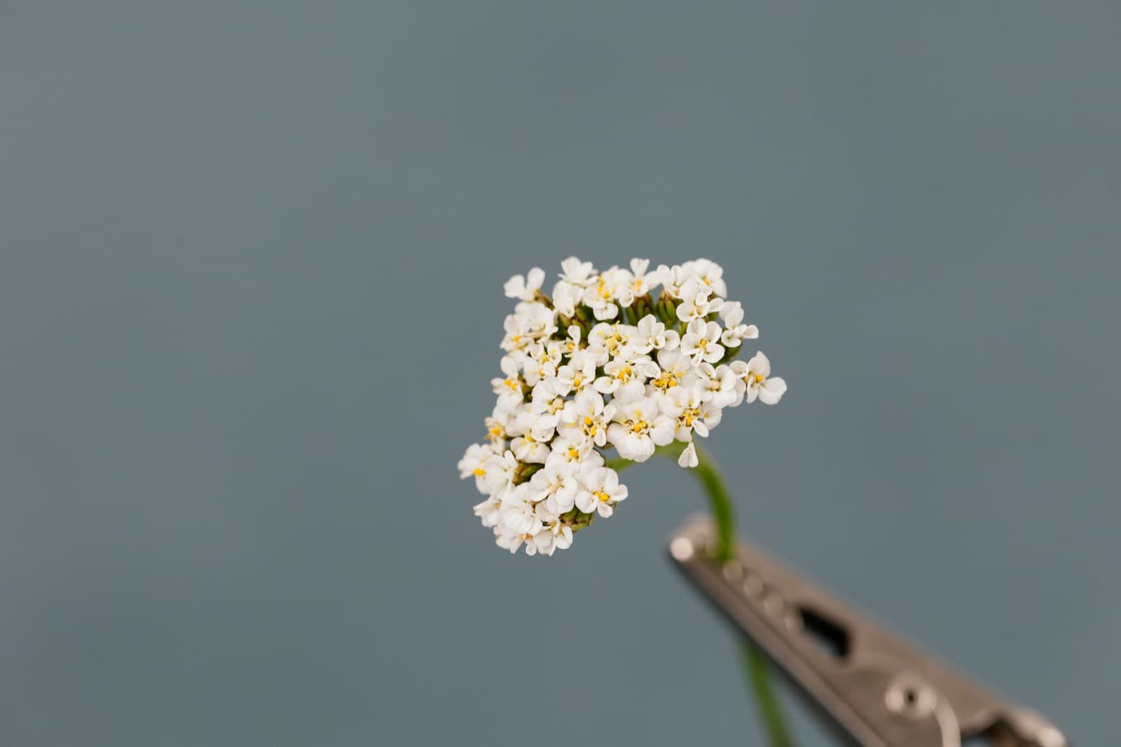 Schafgarbenblüte (Achillea millefolium) in Nahaufnahme